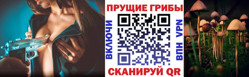 Галлюциногенные грибы Cubensis Светлогорск